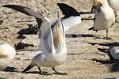 Cape gannet - Morus capensis . Stock Photo