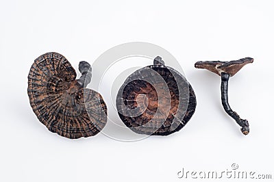 Ganoderma Stock Photo