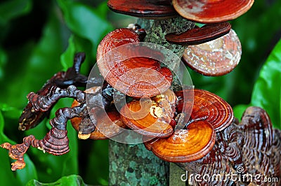 Ganoderma lucidum Stock Photo