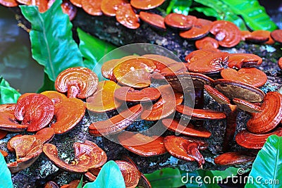 Ganoderma lucidum mushroom Stock Photo
