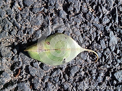 ganpati leaf photography god in leaf awesome picture learn photography road alone ganesha ek danta Stock Photo