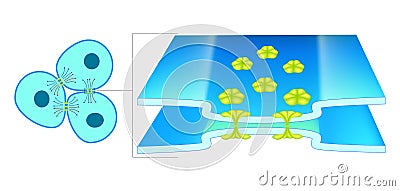 Gap Junction allow direct communication between cells. The image shows a gap junction, a cell structure that enables Vector Illustration