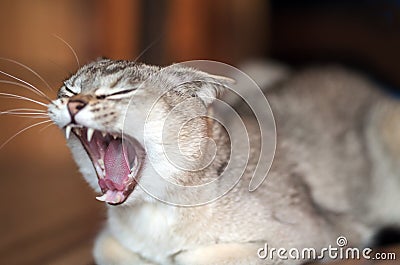 Gape cat, Portrait of Burmilla cat Stock Photo