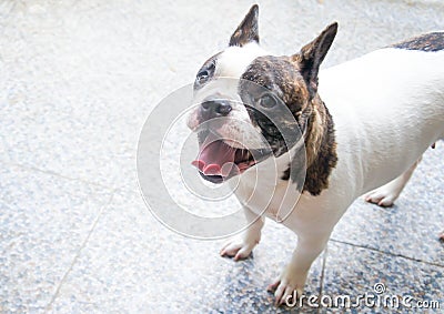 Gape dog or yawn dog Stock Photo