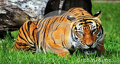 Gaping mouth tiger Stock Photo
