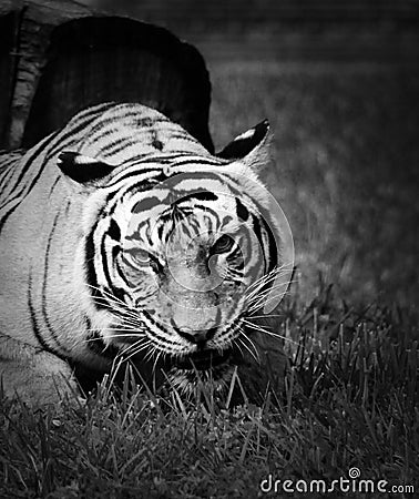 Gaping mouth tiger on the prowl in B&W Stock Photo