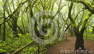 Garajonay National Park forest La Gomera Canary Islands Stock Photo