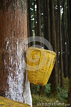 Garbage cans in a forested area. Recycling bin in park for protect environment. Pollution free environment Thames Stock Photo