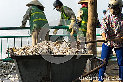 Garbage collector, environment workers take mass dead fishes out from lake Editorial Stock Photo