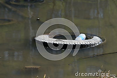 Garbage in the river. The problem of ecology and pollution of nature Stock Photo