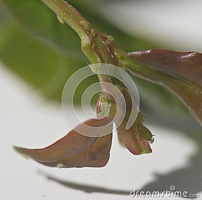 Garden aphid on a branch Stock Photo