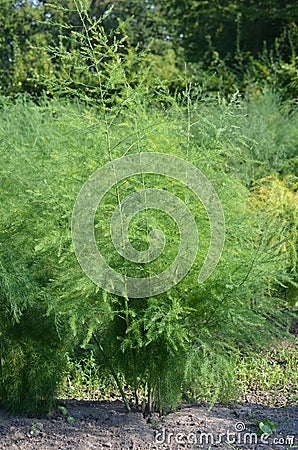 Garden Asparagus (Asparagus officinalis) Stock Photo