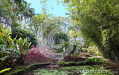 The garden of Balata, Martinique island, French West Indies. Stock Photo