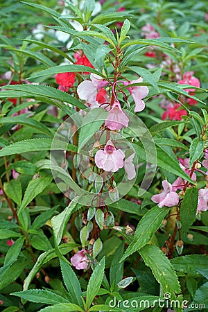 Garden balsam, rose balsam, touch-me-not or spotted snapweed Stock Photo