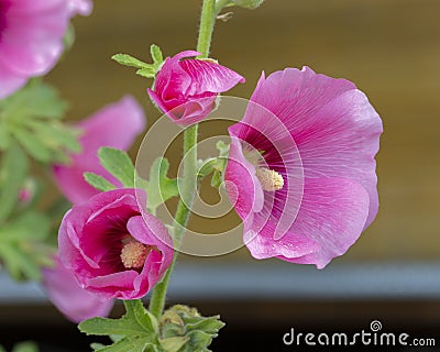 Garden beautiful summer flower malva. large bright pink magenta lilac petals of Mallow Malvaceae Alcea, green stem with many Stock Photo