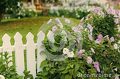 Garden with beautiful violet flowers near white wooden fence Stock Photo