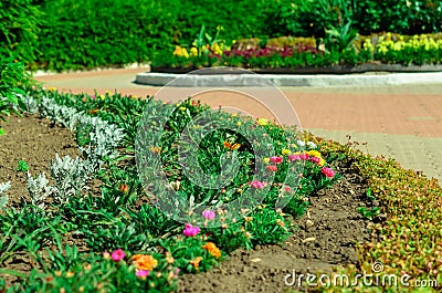 Garden bed with different colors flowers in summer Stock Photo