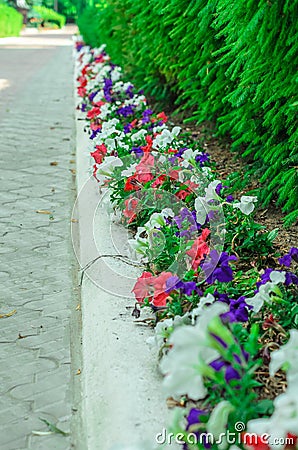 Garden bed with different colors flowers in summer Stock Photo
