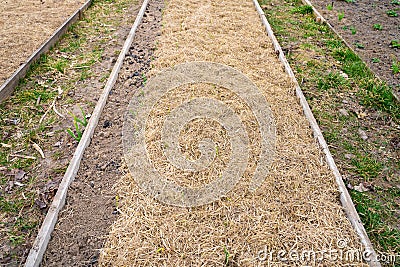 Garden bed with dry grass mulch. The soil of the garden is covered with straw from frost, mulching Stock Photo