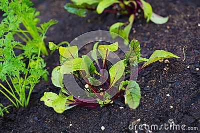 Garden Bed Organic Beets Stock Photo