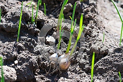 Garden bed with rooted garlic cloves with thin green new leaves on sunlit ground Stock Photo