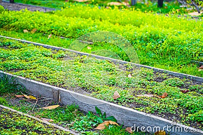 Garden bed with white mustard green manure planted. Well-groomed rectangular garden beds. home small garden Stock Photo