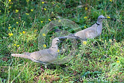 Garden birds, collared doves. Stock Photo