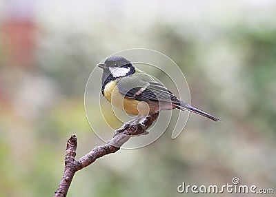 Garden Birds - Great Tit Stock Photo