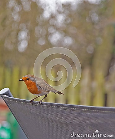 Garden birds,Robin. Stock Photo