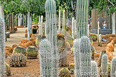 Garden of blooming different types of cacti, landscape design, natural background Stock Photo
