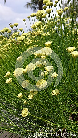 Garden of bright yellow dandelion like bunch of flowers Stock Photo