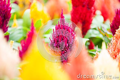 Garden of brilliantly colored celosia or woolfower in full bloom Stock Photo