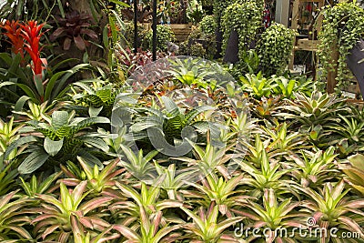 Garden bromeliads Stock Photo