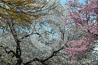 Garden at the Brooklyn Botanic Gardens on a sunny Spring day, New York Stock Photo