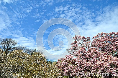 Garden at the Brooklyn Botanic Gardens on a sunny Spring day, New York Stock Photo