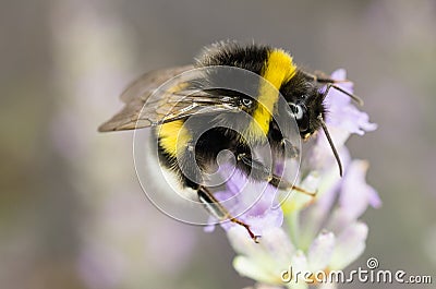 Garden Bumblebee Stock Photo