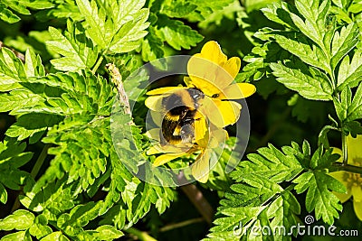 Garden bumblebee queen Stock Photo