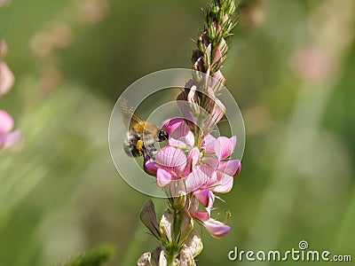 Garden bumblebee on a red sainfoin inflorescence Stock Photo
