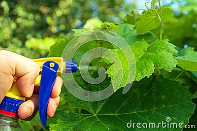 Garden care. Spraying branches of bushes or trees. Treatment of grape leaves for diseases or pests Stock Photo