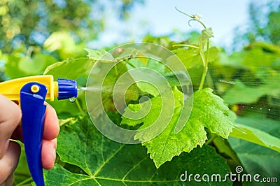 Garden care. Spraying branches of bushes or trees. Treatment of grape leaves for diseases or pests Stock Photo
