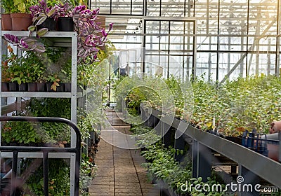 Garden center selling plants in a greenhouse, Beautiful blooming green house Stock Photo