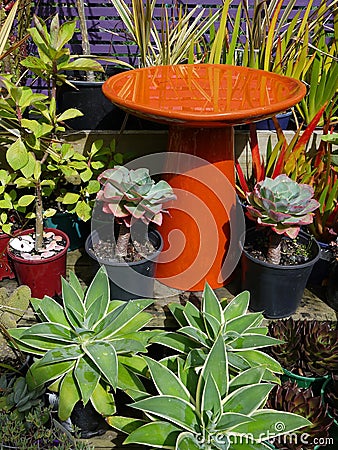 Garden center: subtropical modern plant display Stock Photo