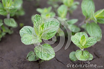 In the garden on the chernozem grow bushes of young mint in the open air. Stock Photo