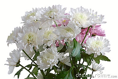 Garden chrysanthemum Stock Photo