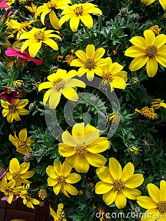 Garden Chrysanthemum Stock Photo