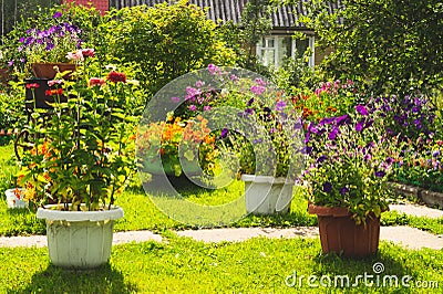 Garden with colorful flowers in flower pots Stock Photo