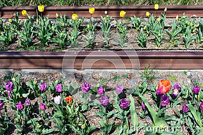 Colorful Rows of Tulips during Spring by Old Railroad Tracks at Gantry Plaza State Park in Long Island City Queens Stock Photo