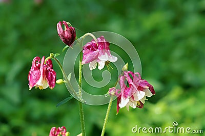 Garden columbine Stock Photo