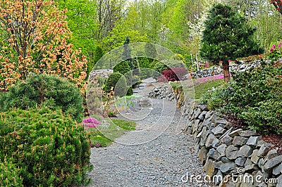 Garden conifers Stock Photo