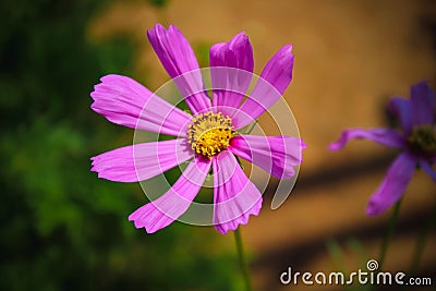 Garden Cosmos Flower Potrait Pink Rose Stock Photo